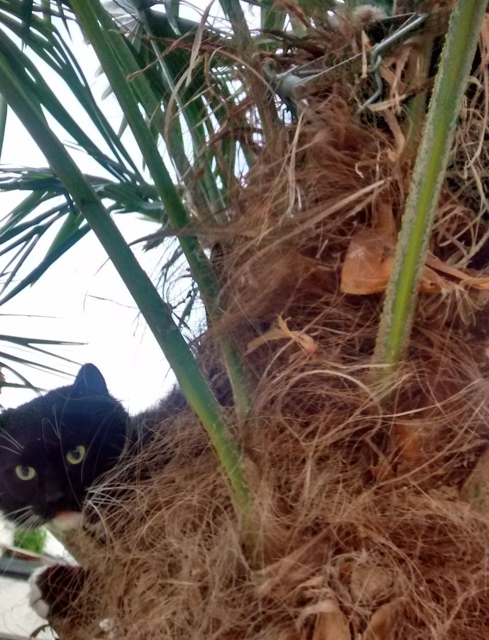 Cat caught in 'illegal' trap has leg amputated BBC News