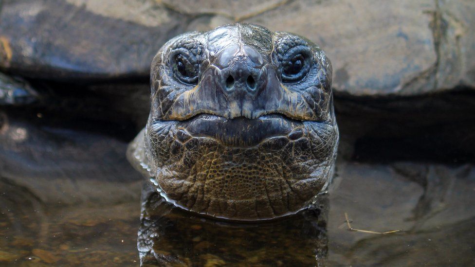 Biggie the Aldabra tortoise