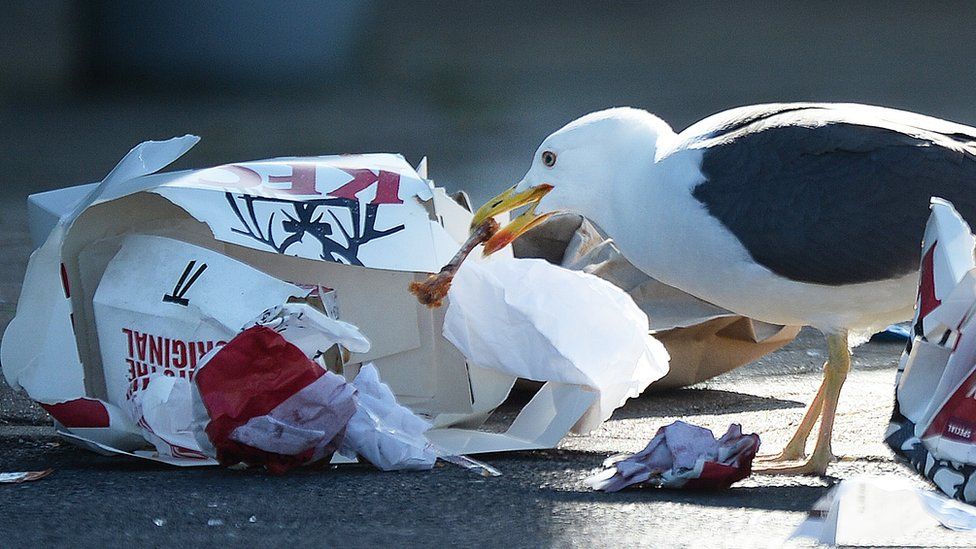Seagull street waste generic