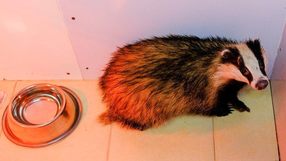 The badger recovering at Secret World Wildlife Rescue