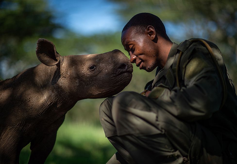 Guarda forestal con un rinoceronte negro bebé. Foto: Martin Buzora