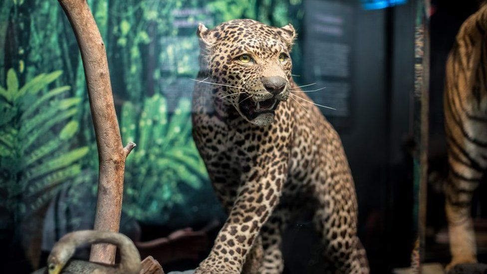 A cheetah at Leicester Museum & Art Gallery