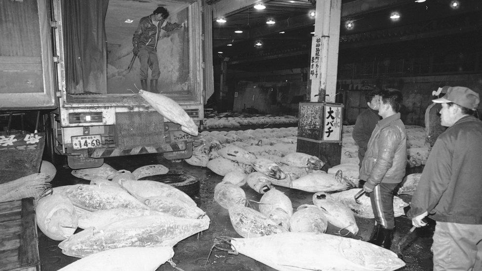 A dock worker tosses a huge tuna from his truck at Tokyo's Tsukiji Market on 28 Aug 1984