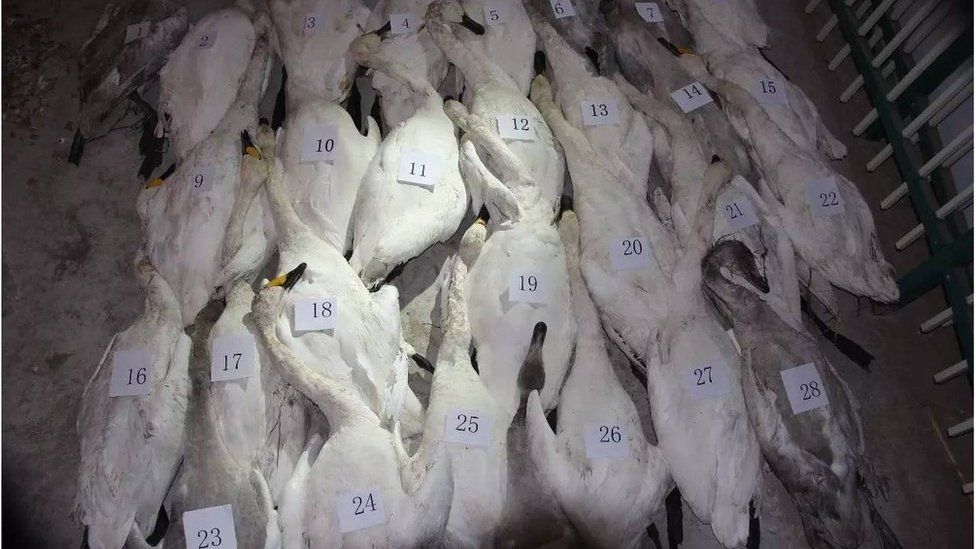 Picture of dead swans in Inner Mongolia