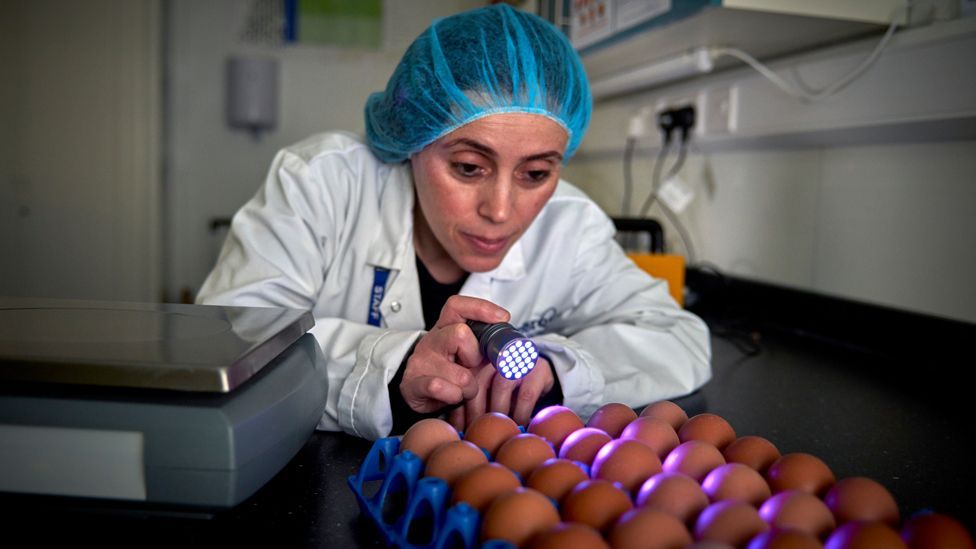 A woman inspecting eggs