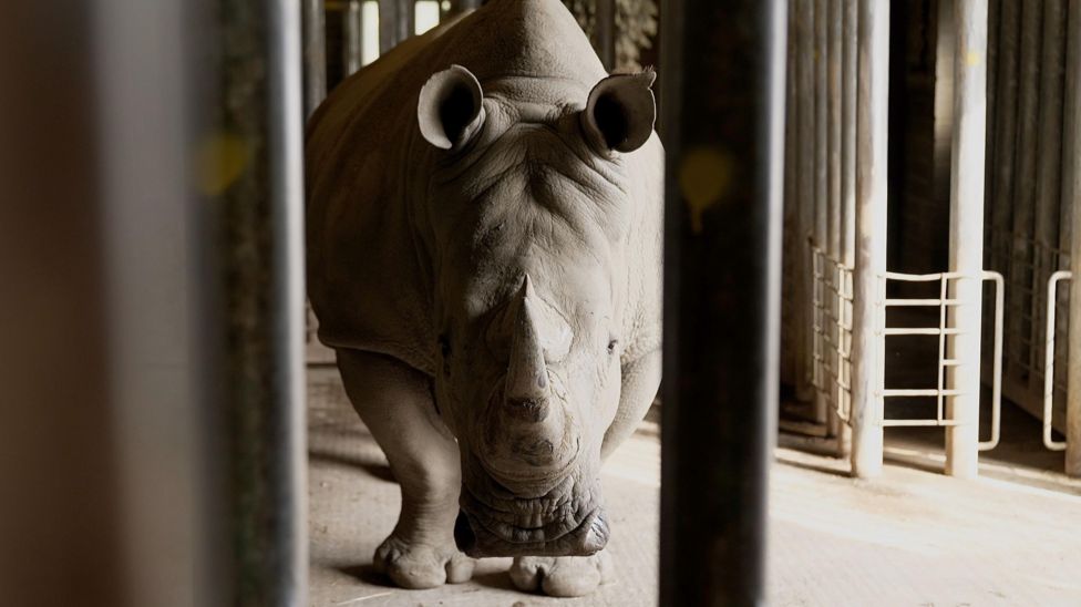 Souther White Rhino: IVF in zoos 'could help wild population' - BBC News