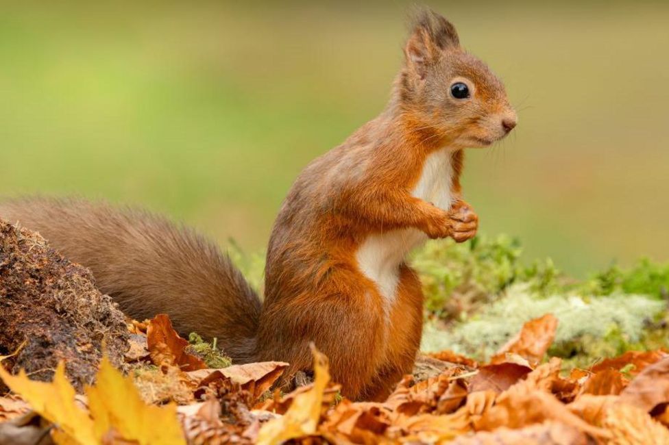 Grey squirrel on Argyll island alarms conservationists - BBC News