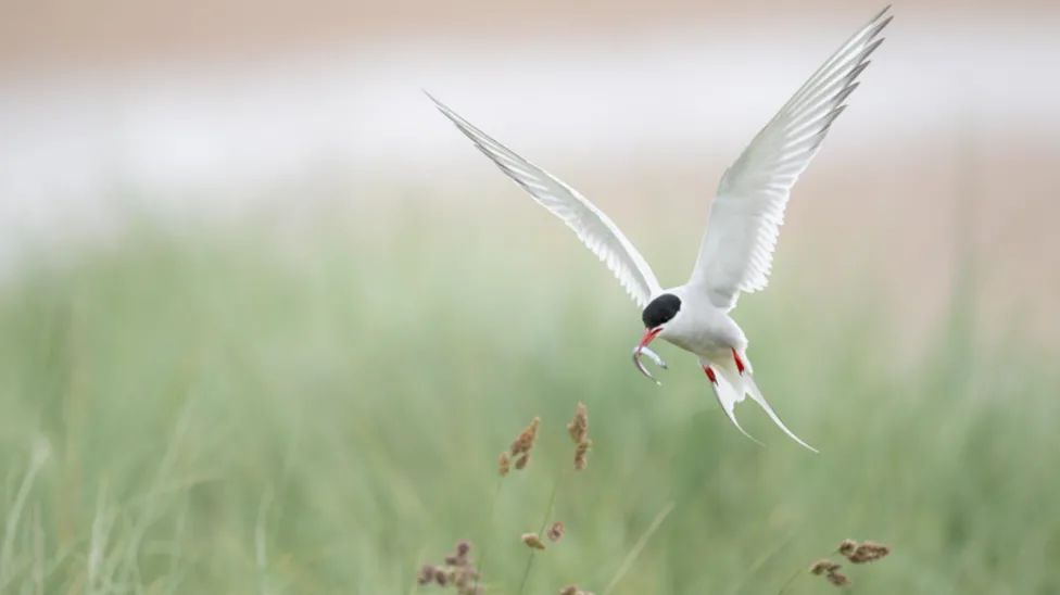 A white bird with a black head holding a fish in its beak.