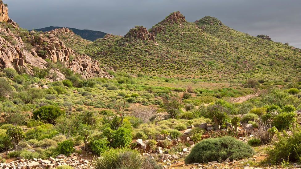 Scrubland in the Northern Cape province, South Africa