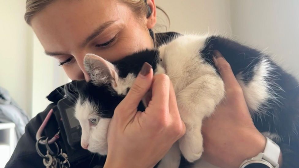 Mapperley: Missing cat reunited with owner after a month - BBC News