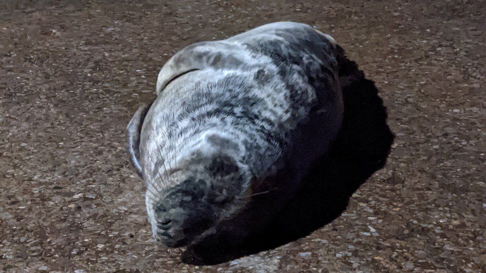 Jeff the seal on Minehead's slipway