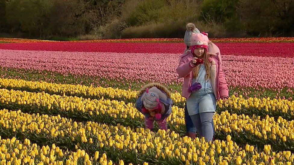Children in Norfolk tulip field