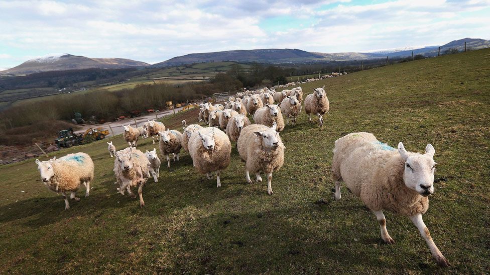 Sheep on the Brecon Beacons