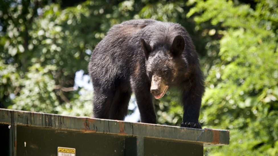 A stock image of a bear on a dumpster