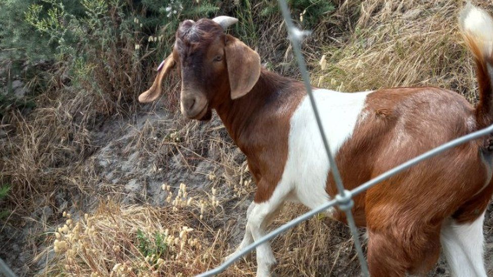 Brown and white kid goat, King looking directly at the camera with part of a fence in the foreground.