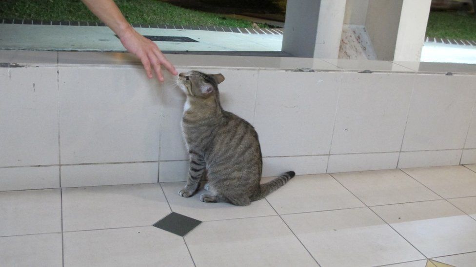 Volunteer strokes a cat