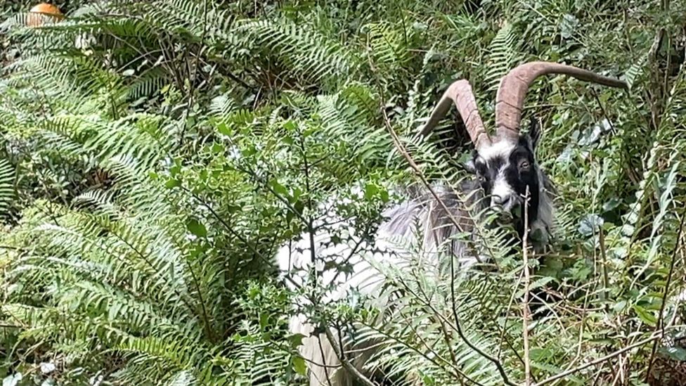 Goat eating vegetation in a garden in Dinorwig