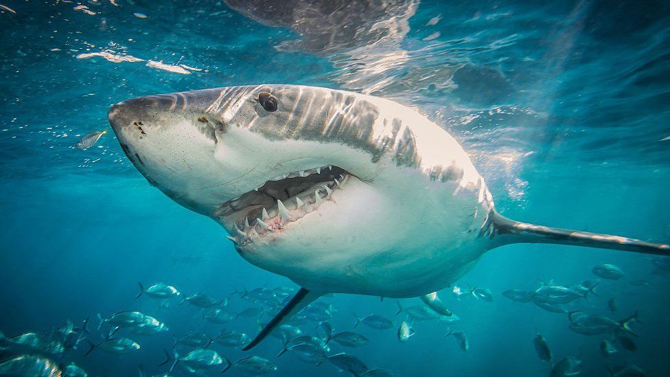 Great white