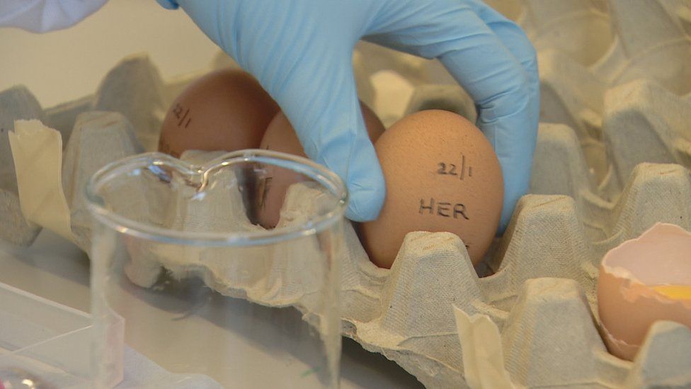 Eggs laid by genetically-modified chickens