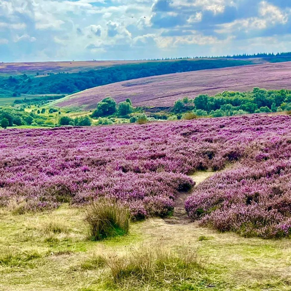 Heather blooms across Yorkshire moorland - BBC News