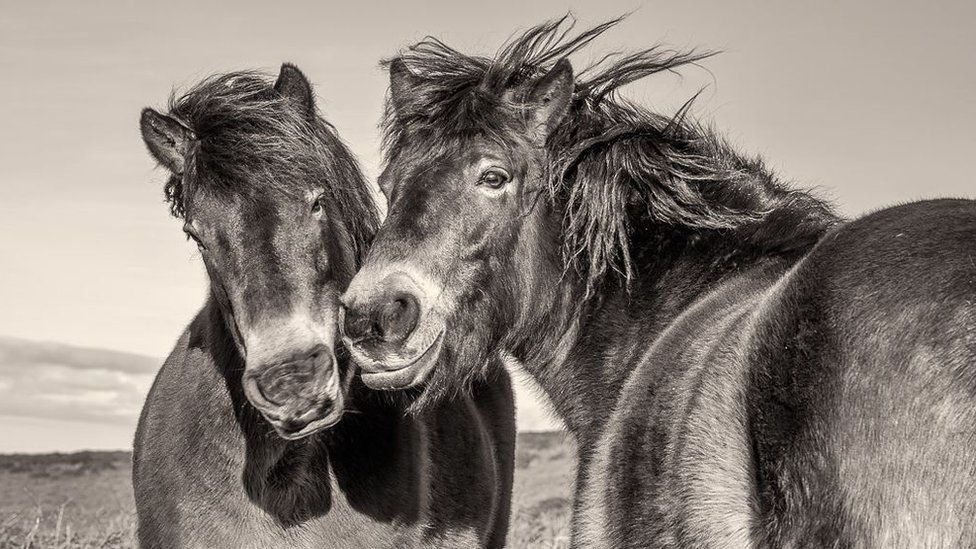 Playful Exmoor Ponies pose for a portrait on Bossington Hill