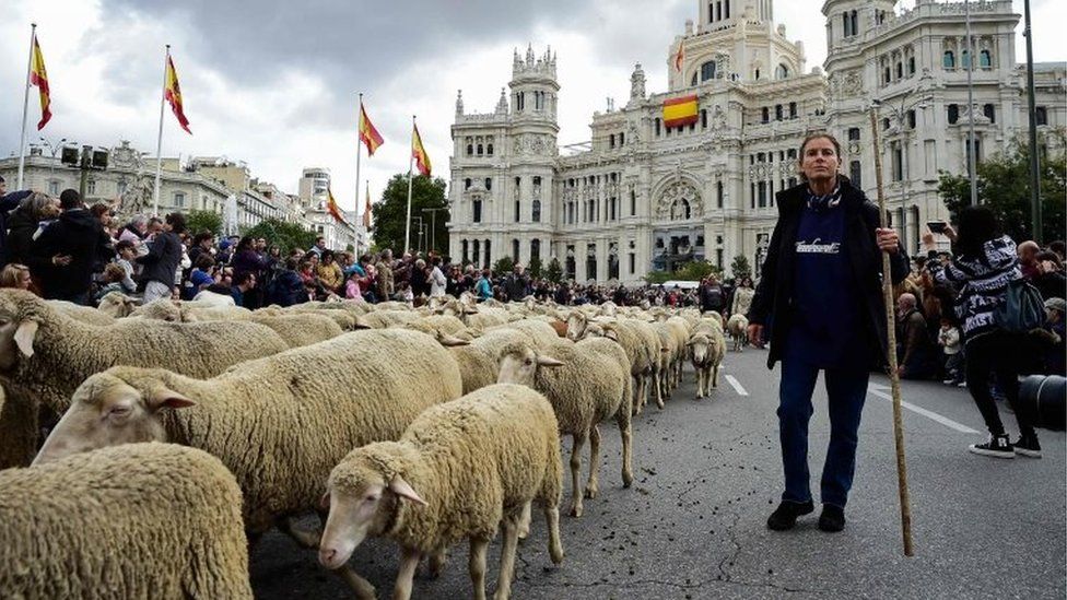 Flocks of sheep are herded in front of the city hall in Madrid