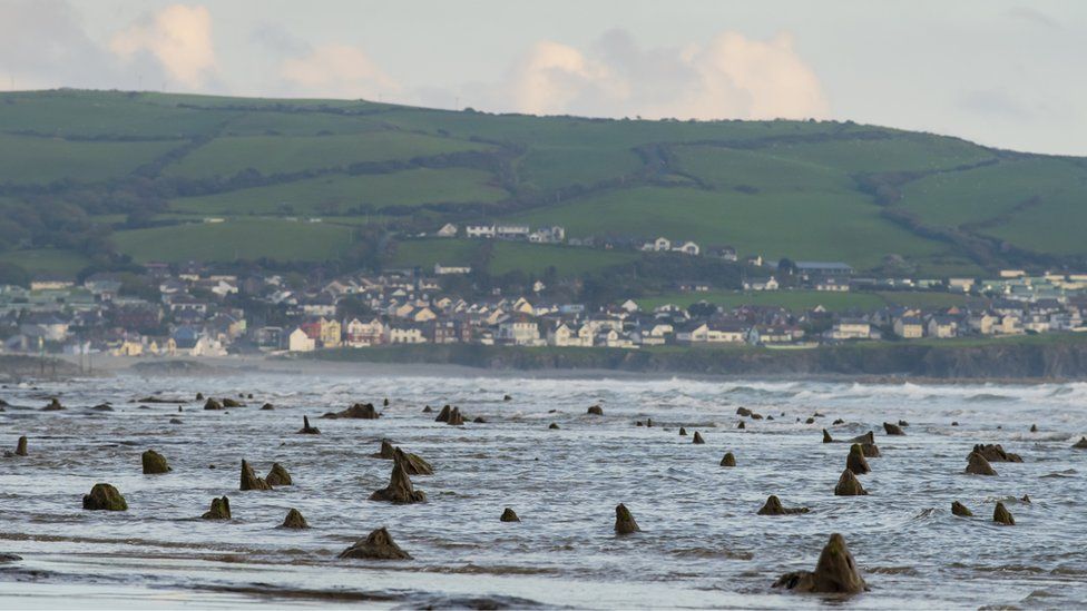 Emerge un bosque prehistórico  en Gales