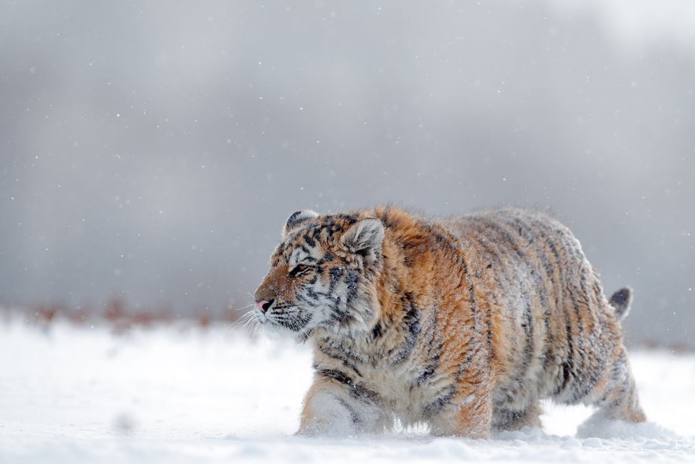 Амурский тигр в густой шубе идет по снегу, в России