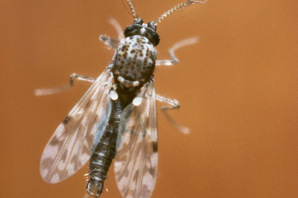 hillwalker-s-cairngorm-midge-film-goes-viral-bbc-news