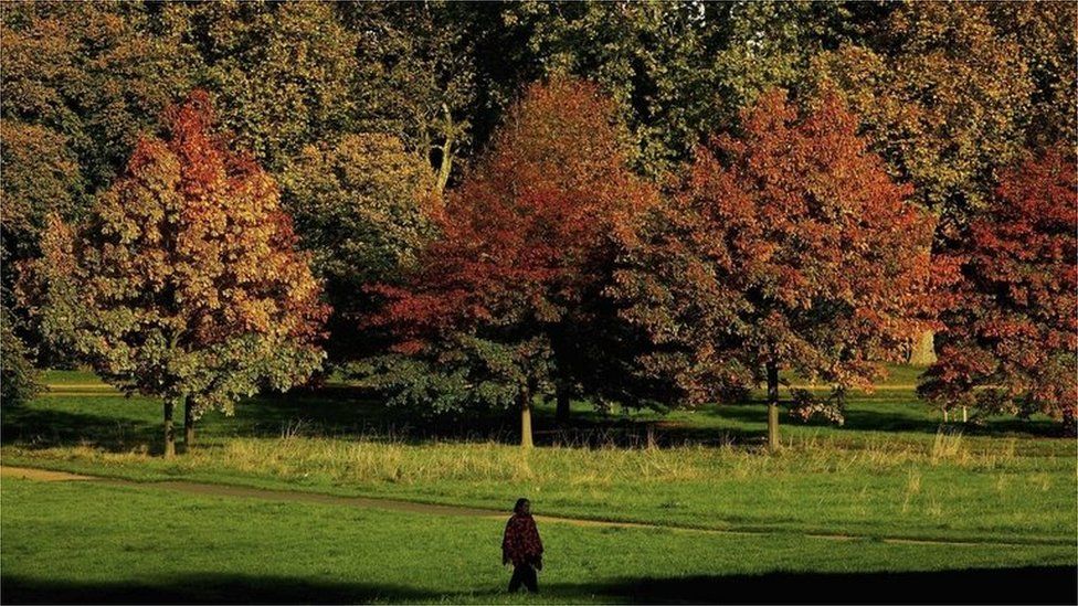 Person walking through Hyde Park, London (Getty Images)