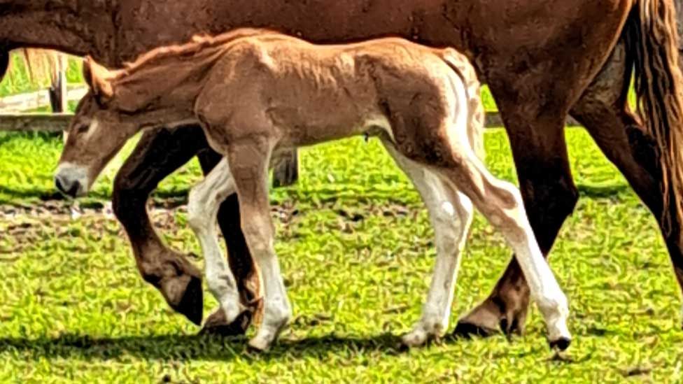 Foal Dazzling King Charles