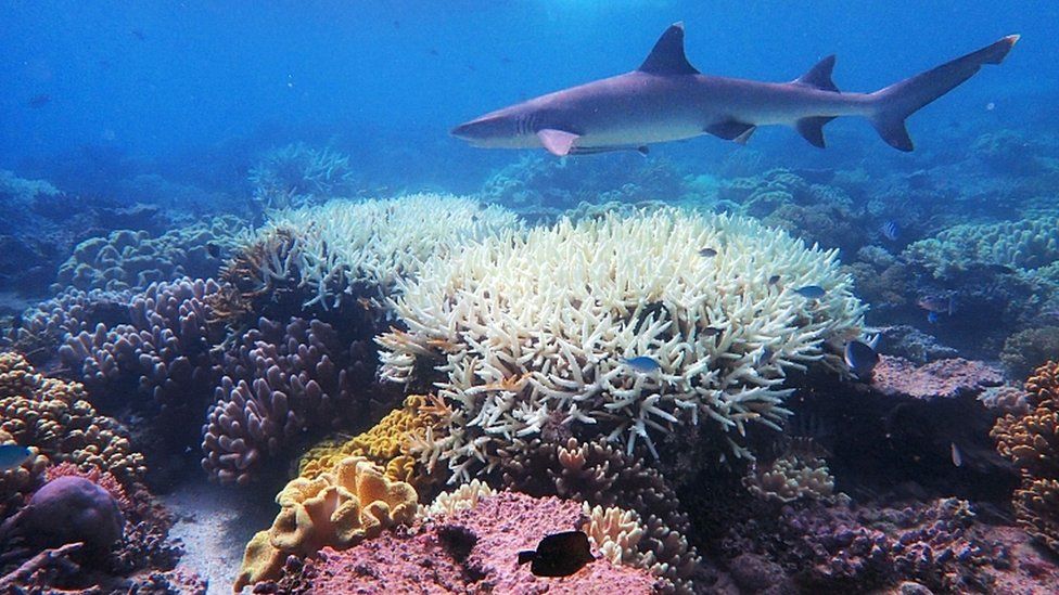 Coral Bleaching Scientists Find Way To Make Coral More Heat Resistant    112269561 060956064 1 