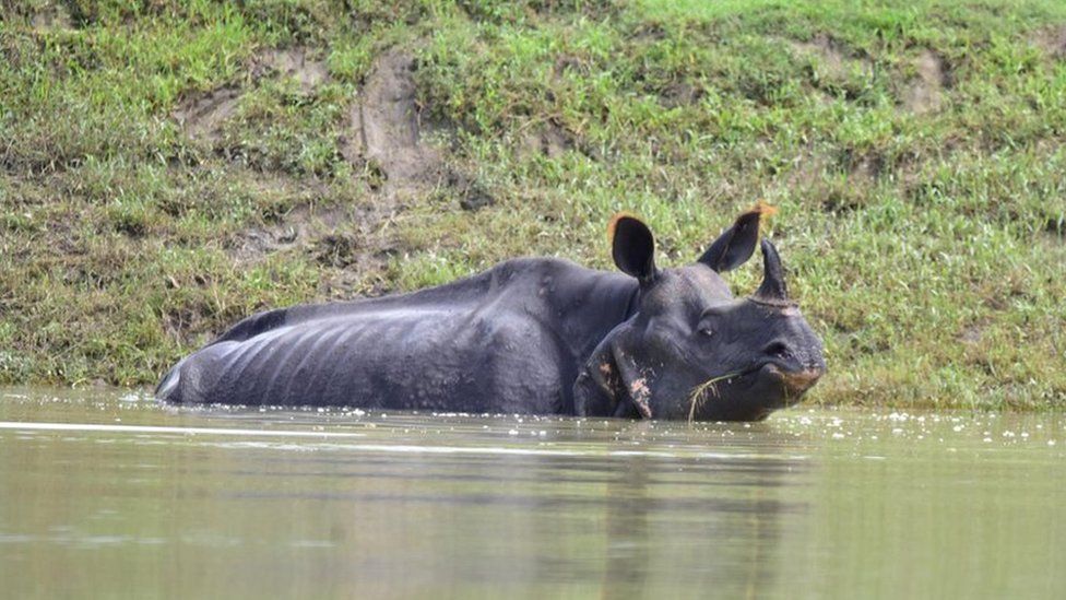 An One horned rhino swades through flood water in Bagari Range of Kaziranga National Park in Assam
