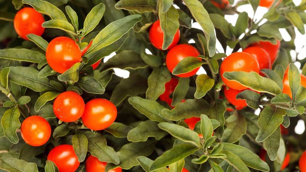 Deadly Plants On Display At Harrogate Flower Show c News