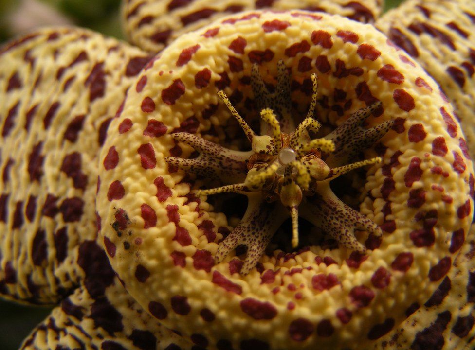 Orbea variegata flower