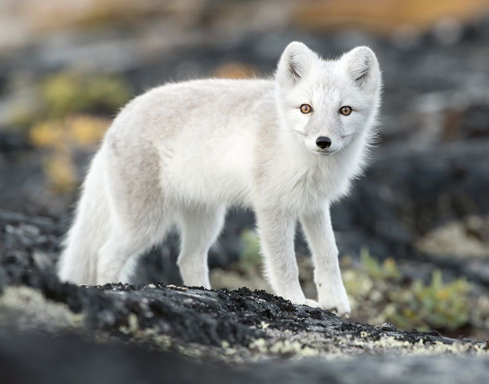 An Arctic fox looking at the camera