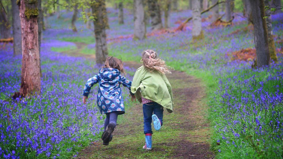 Children in a bluebell wood
