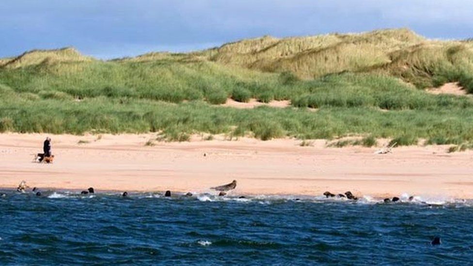 Seals at Newburgh