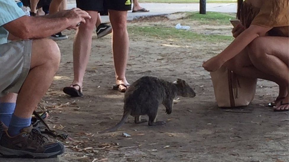 Tourists take pictures of a quokka on Rottnest Island