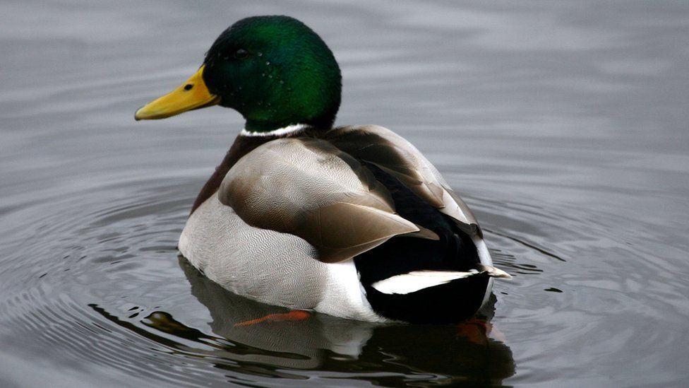 A drake mallard duck on Duddingston Loch, Edinburgh, Scotland.
