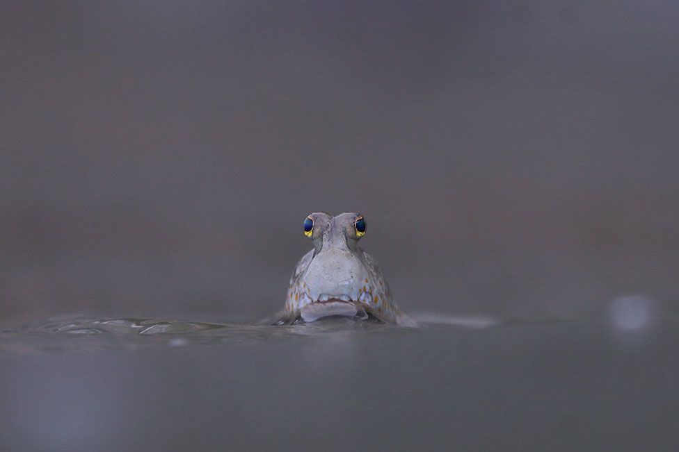 A baby golden-spotted mudskipper snapped on the edge of a mangrove in Samut Sakhon province, Thailand