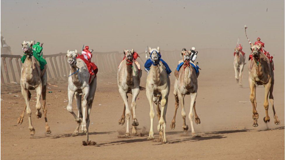Seven camels racing through the sand.