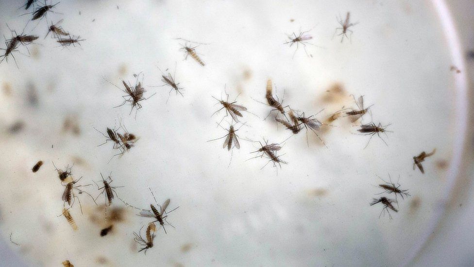 In this Thursday, Feb. 11, 2016, file photo, Aedes aegypti mosquitoes float in a mosquito cage at a laboratory in Cucuta, Colombia