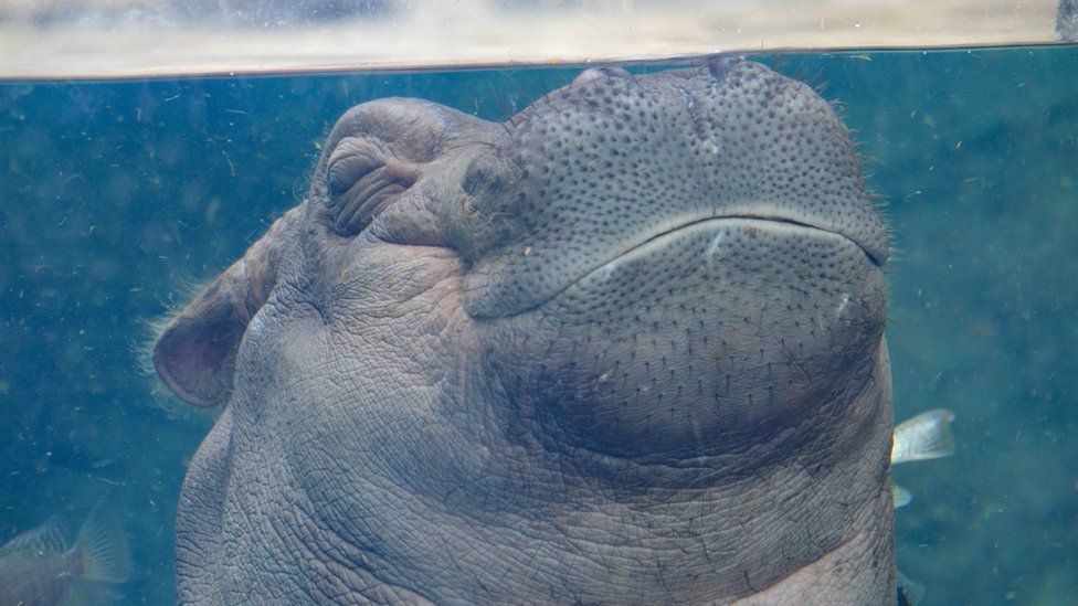 Fiona the hippo celebrates 1st birthday - BBC Newsround