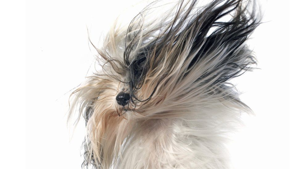 Dog having its hair dried