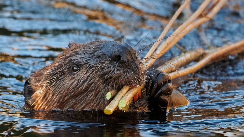 Beaver in the water carrying twigs in its mouth