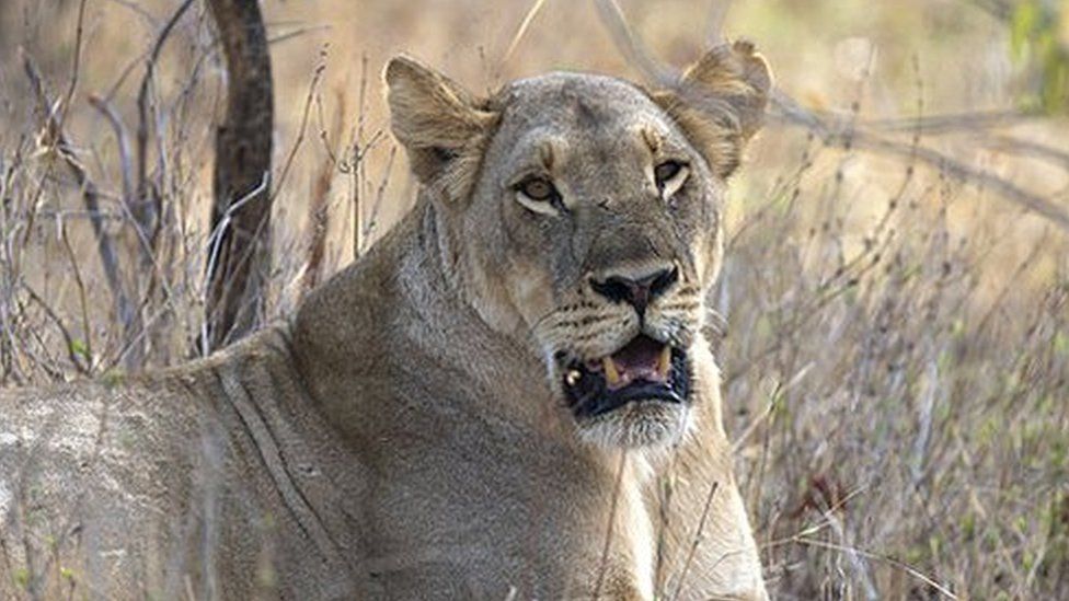 A lioness lays down in Zimbabwe's Hwange National Park (November 2012).