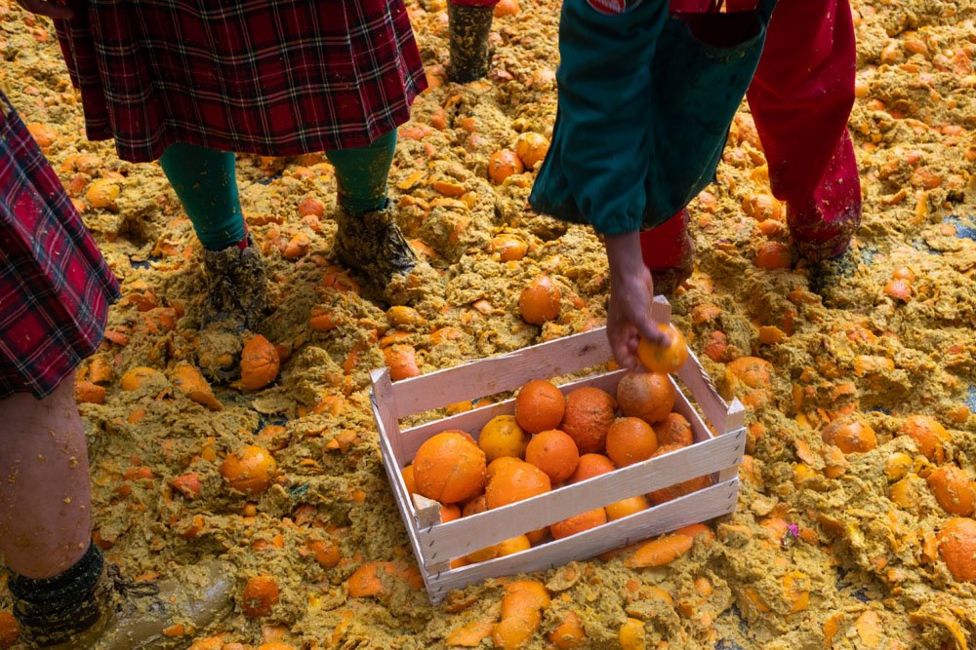 In pictures The battle of the oranges BBC News