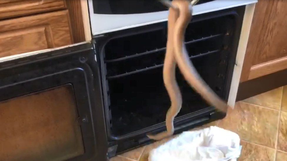 Sammy the snake rescued from the oven