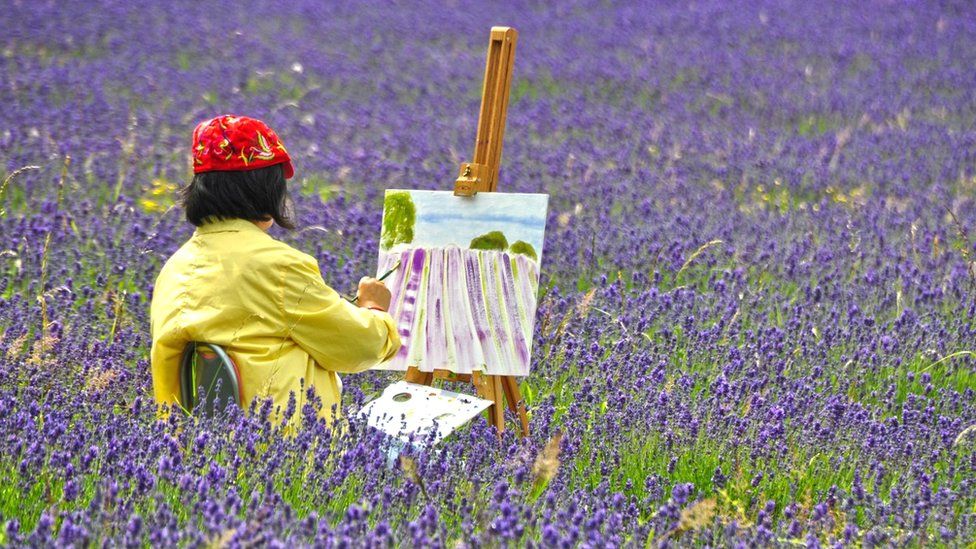 Mayfield lavender fields, Surrey